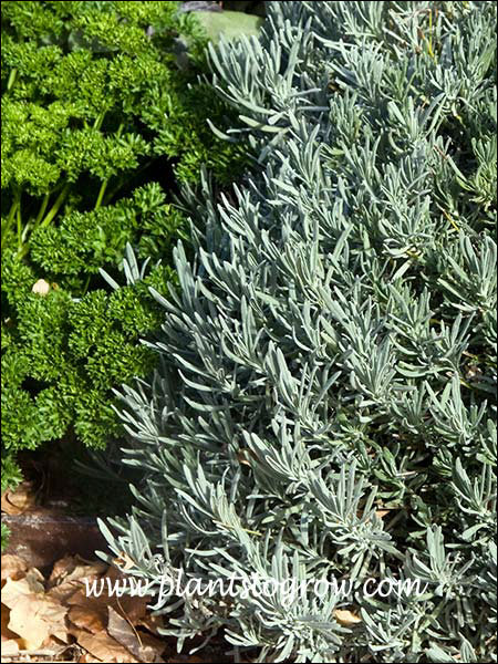 Lavender growing with Parsley in the Herb garden in the fall.
